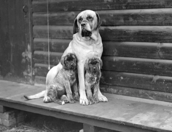 Framed Print : At Mrs Olivers Mastiff kennels at Hellingly, East Sussex. Champion Joseph Of Hellingly Framed Print : At Mrs Olivers Mastiff kennels at Hellingly, East Sussex. Champion Joseph Of Hellingly