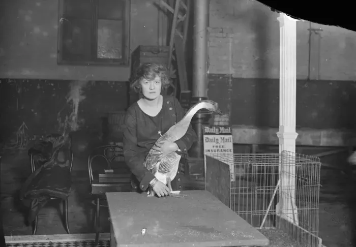 Framed Print : Mrs A R Cunliffe Owen with one of her Chinese ducks at the international poultry Framed Print : Mrs A R Cunliffe Owen with one of her Chinese ducks at the international poultry