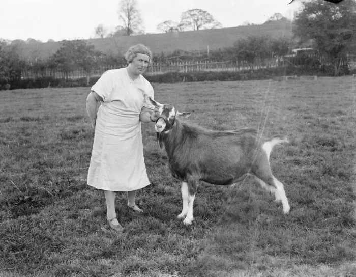 Framed Print : Mrs Violet Ashbee with a goat at a goat farm in Birling, Kent. 1939 Framed Print : Mrs Violet Ashbee with a goat at a goat farm in Birling, Kent. 1939