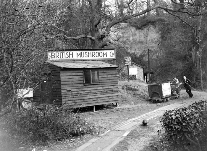 Framed Print : Mushroom caves at Chislehurst, Kent. 1934