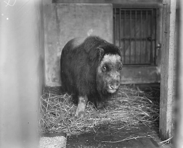 Musk Ox in England after 100, 000 years An animal that may revolutionise the wool industry