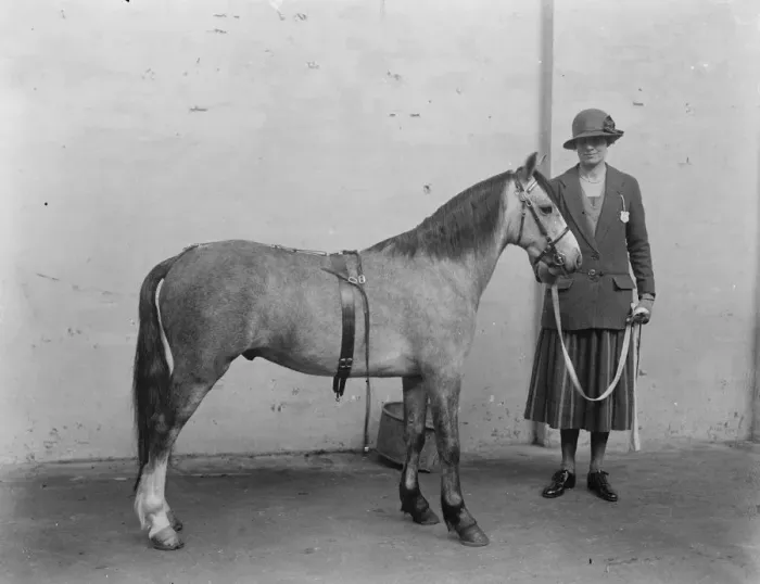Framed Print : National Pony Prize Winners The national pony show opened at the Agricultural Hall Framed Print : National Pony Prize Winners The national pony show opened at the Agricultural Hall