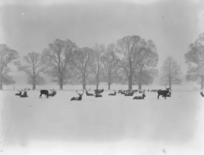 Framed Print : Nature as artist. An artistic winter study in Windsor, Great Park. 15 January 1926 Framed Print : Nature as artist. An artistic winter study in Windsor, Great Park. 15 January 1926