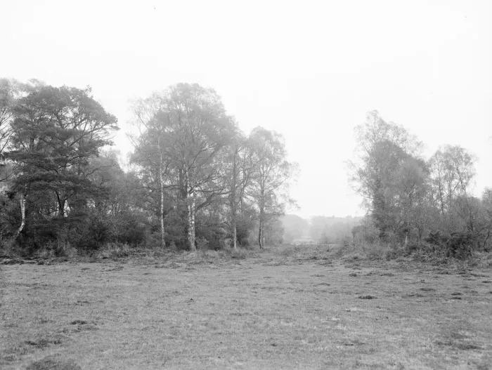 Framed Print : New Forest. 1925