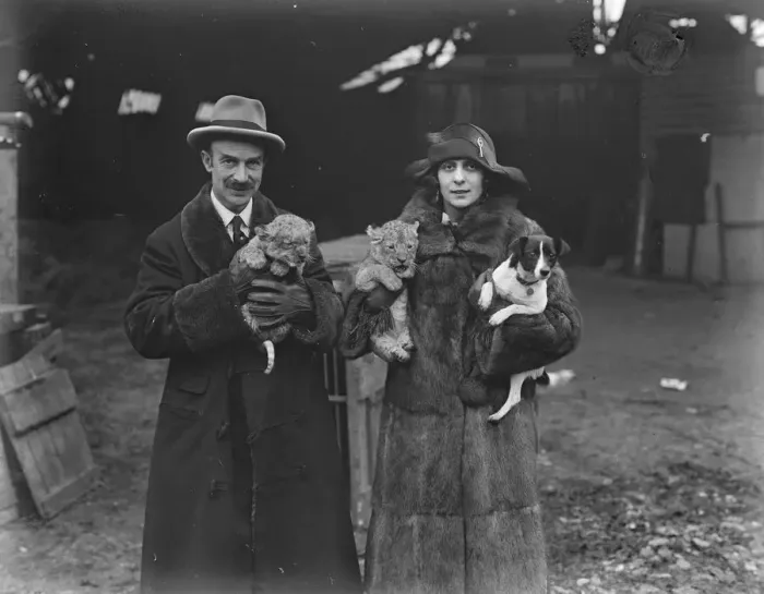 Framed Print : New lion cubs born at private menagerie of Mr G Tyrwhitt Drake at Maidstone. 16 Framed Print : New lion cubs born at private menagerie of Mr G Tyrwhitt Drake at Maidstone. 16