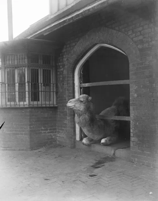 Framed Print : News from Regents Park Zoo. Mr Dromedary is still largely confined to his quarters Framed Print : News from Regents Park Zoo. Mr Dromedary is still largely confined to his quarters