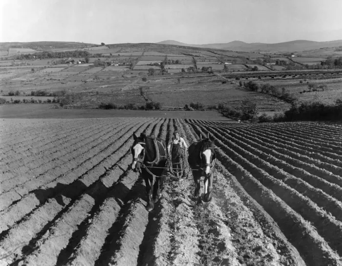 Framed Print : Northern Ireland. Small farmer preparing the land for sugar beet. County Derry Framed Print : Northern Ireland. Small farmer preparing the land for sugar beet. County Derry