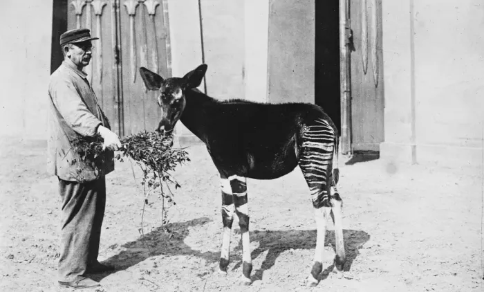 Framed Print : The Okapi, secured from Congo natives in the Antwerp Zoo. 1919 Framed Print : The Okapi, secured from Congo natives in the Antwerp Zoo. 1919