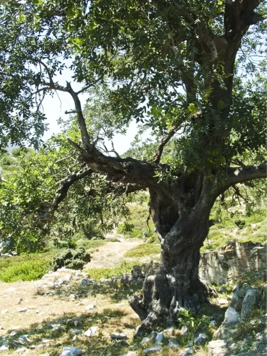 Framed Print : Old olive tree, on tiny island off southern Turkish coast. credit: Marie-Louise Framed Print : Old olive tree, on tiny island off southern Turkish coast. credit: Marie-Louise
