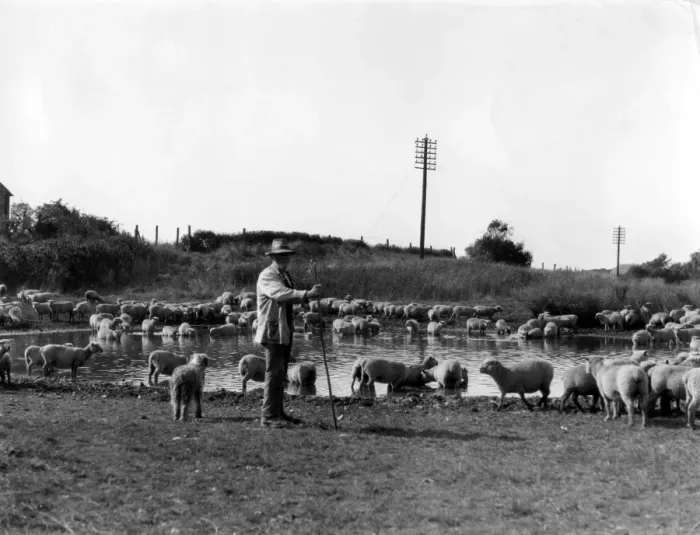 Framed Print : An old shepherd watering his sheep Sussex England Framed Print : An old shepherd watering his sheep Sussex England