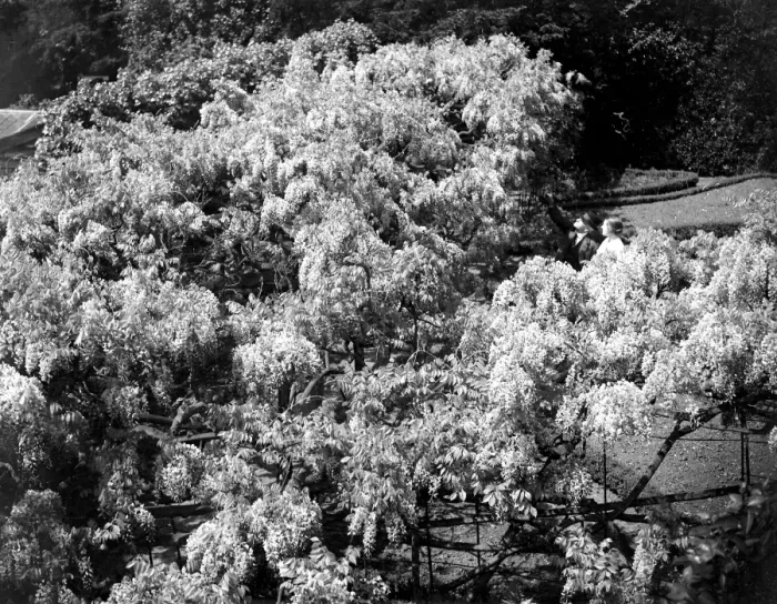 Framed Print : Old Wisteria, Eddlemann at Chislehurst, Kent. 1934 Framed Print : Old Wisteria, Eddlemann at Chislehurst, Kent. 1934