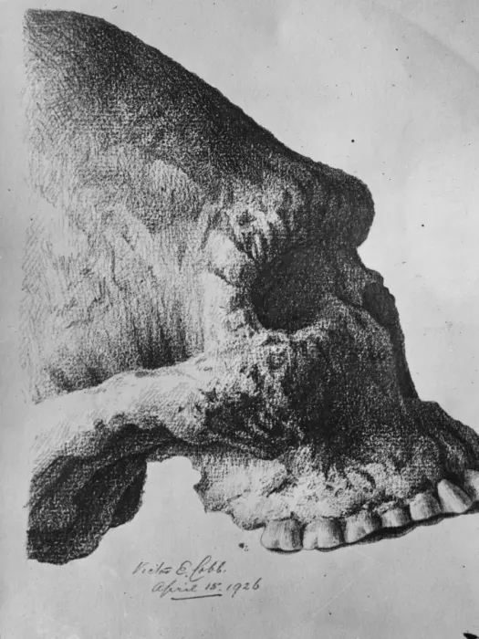 Framed Print : The oldest known skull in the direct line of human ascent. The skull of the aborigine