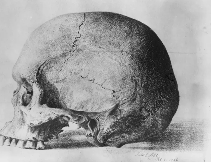 Framed Print : The oldest known skull in the direct line of human ascent. The skull of the prehistoric Framed Print : The oldest known skull in the direct line of human ascent. The skull of the prehistoric