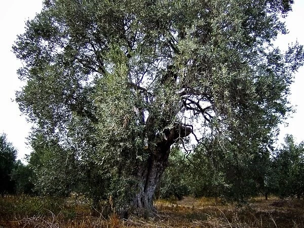 Olive trees growing in southern Cyprus credit: Marie-Louise Avery  /  thePictureKitchen