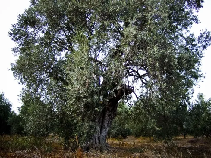 Framed Print : Olive trees growing in southern Cyprus credit: Marie-Louise Avery / thePictureKitchen Framed Print : Olive trees growing in southern Cyprus credit: Marie-Louise Avery / thePictureKitchen