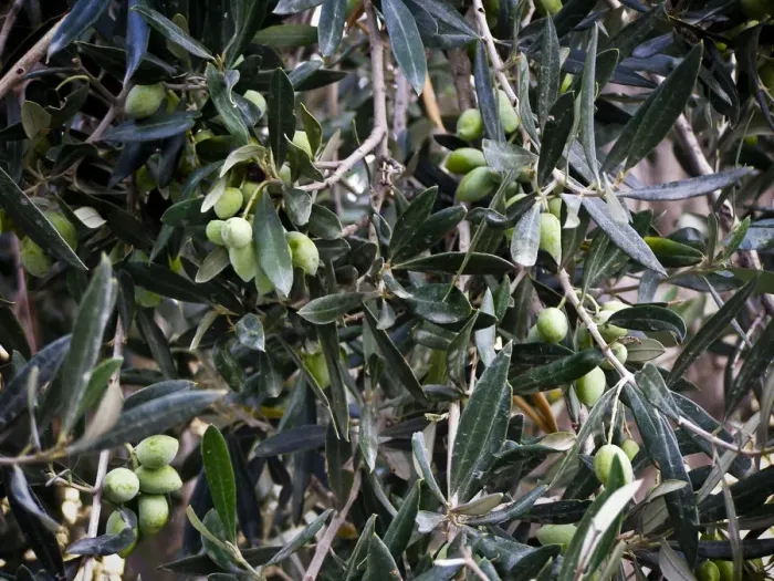 Framed Print : Olives ripening on tree in southern Cyprus credit: Marie-Louise Avery / thePictureKitchen Framed Print : Olives ripening on tree in southern Cyprus credit: Marie-Louise Avery / thePictureKitchen