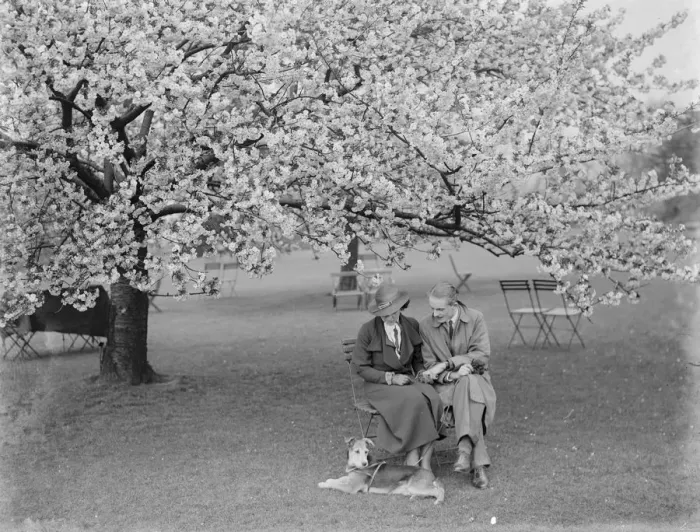 Framed Print : Orchard blossom. 1935 Framed Print : Orchard blossom. 1935
