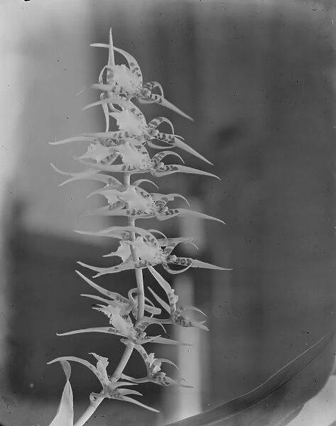 Orchid perfections, shown at the Royal Horticultural Hall, Vincent square. A