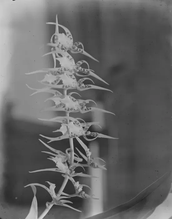 Framed Print : Orchid perfections, shown at the Royal Horticultural Hall, Vincent square. A Framed Print : Orchid perfections, shown at the Royal Horticultural Hall, Vincent square. A