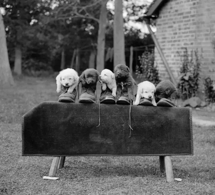 Framed Print : The Order Of The Boot. A study in black and white of a litter of Alsatian puppies