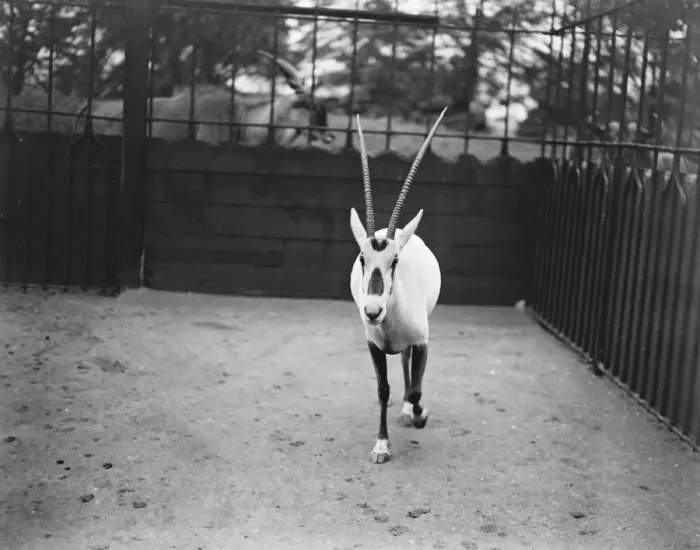 Framed Print : Oryx antelope one of a pair presented to the King by Abdul Aziz Bin Saud, Emir of Arabia