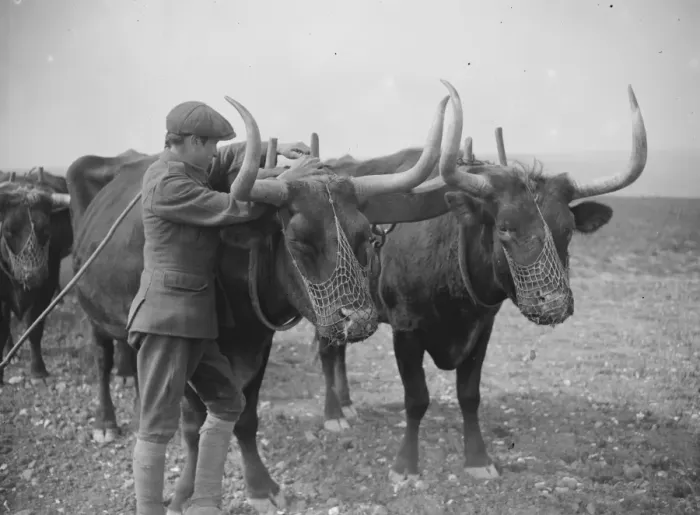 Framed Print : Oxen at work on the land in Sussex Exeat new barn farm, Seaford 26 July 1923 Framed Print : Oxen at work on the land in Sussex Exeat new barn farm, Seaford 26 July 1923
