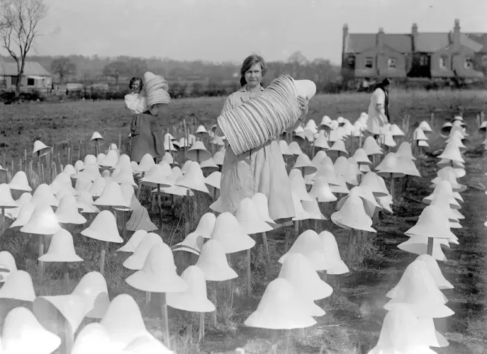 Framed Print : Panama Hat making at Messrs I. Cambis at Boreham Wood, Elstree. An armful of Framed Print : Panama Hat making at Messrs I. Cambis at Boreham Wood, Elstree. An armful of