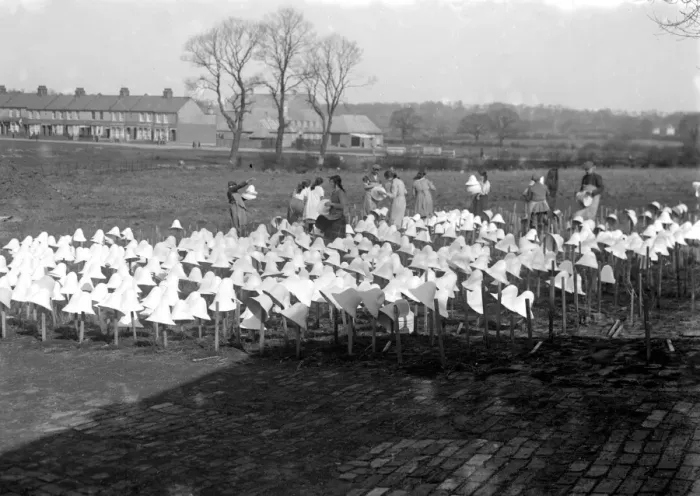 Framed Print : Panama Hat making at Messrs I. Cambis at Boreham Wood, Elstree. Bleached hats