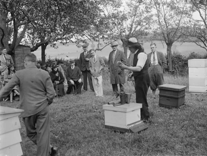 Framed Print : Parson beekeeper giving a demonstration. 1935
