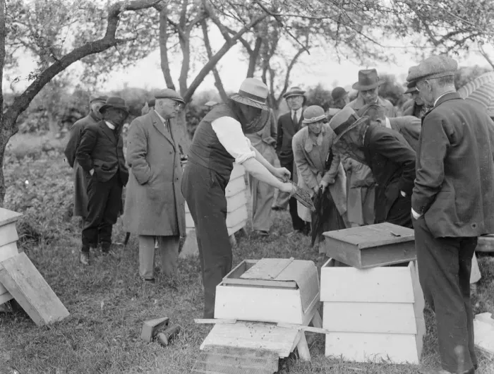 Framed Print : A Parson beekeeper showing off his hives. 1935 Framed Print : A Parson beekeeper showing off his hives. 1935