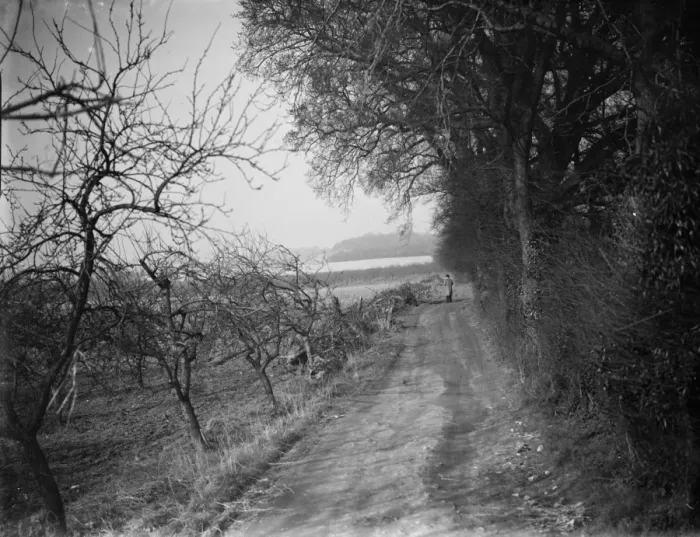 Framed Print : A path through Farningham Woods, Kent. 1938 Framed Print : A path through Farningham Woods, Kent. 1938