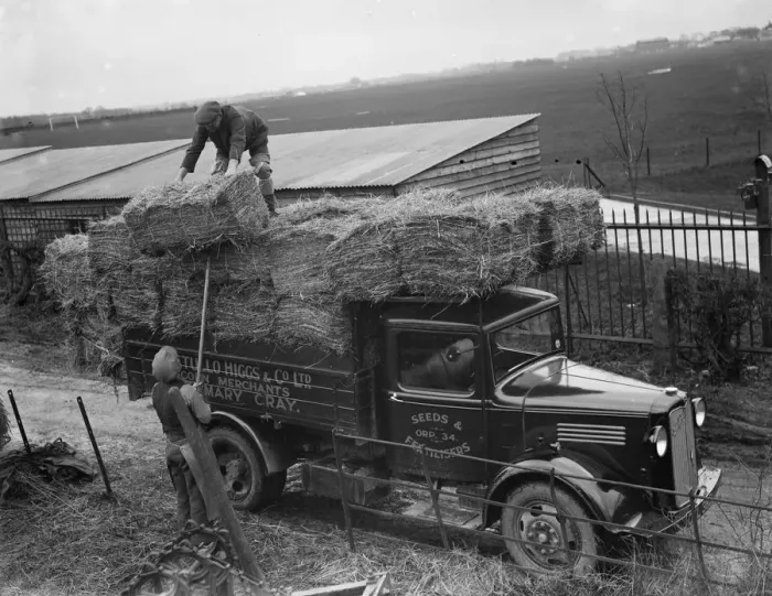 Framed Print : Pattullo Higgs and Co Ltd workers load hay bales onto their company Bedford truck Framed Print : Pattullo Higgs and Co Ltd workers load hay bales onto their company Bedford truck