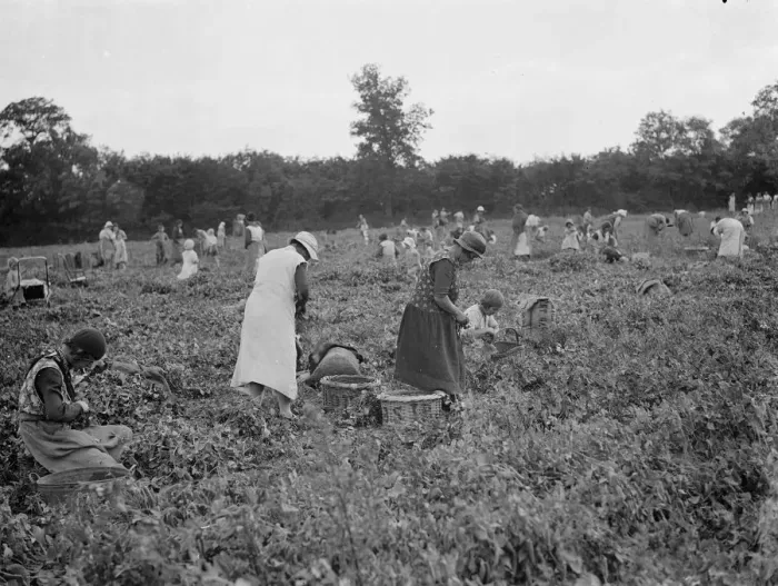 Framed Print : Pea picking in Swanscombe. 6 July 1937 Framed Print : Pea picking in Swanscombe. 6 July 1937