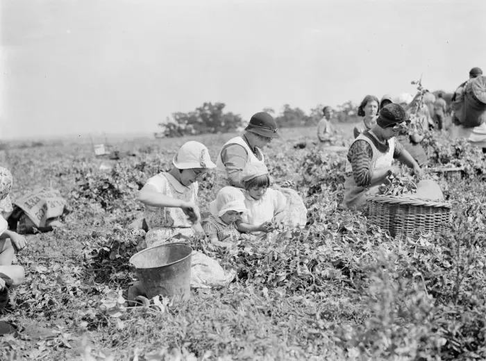 Framed Print : Pea picking in Swanscombe. 6 July 1937 Framed Print : Pea picking in Swanscombe. 6 July 1937
