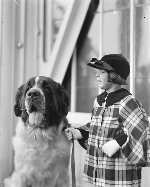 The Pearl and the girl. St Sebastian Pearl, a fine St Bernard, photographed