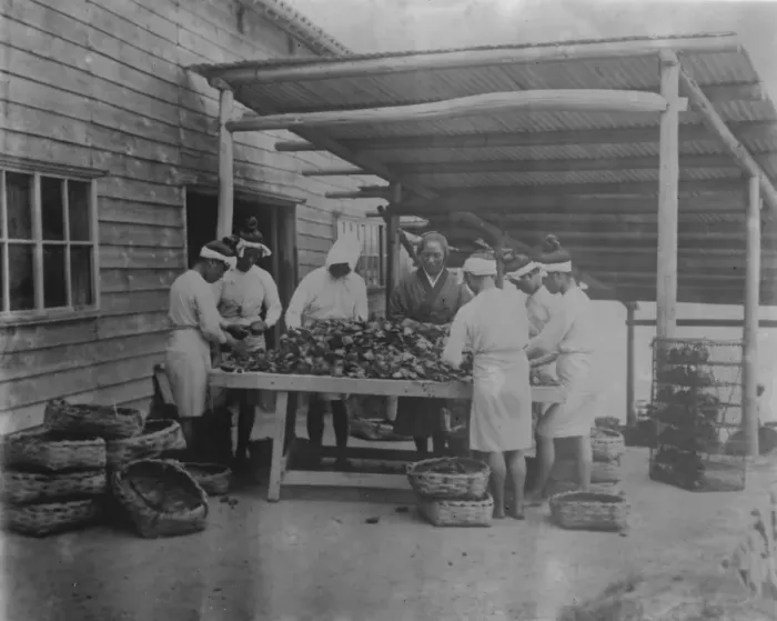 Framed Print : Pearls by Massed Production A scene on Mr Mikimotos pearl cultivation station Framed Print : Pearls by Massed Production A scene on Mr Mikimotos pearl cultivation station