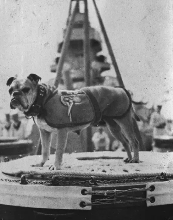 Framed Print : Peggy the pet of HMS Iron Duke. 22 September 1920 20 May 1920 Framed Print : Peggy the pet of HMS Iron Duke. 22 September 1920 20 May 1920