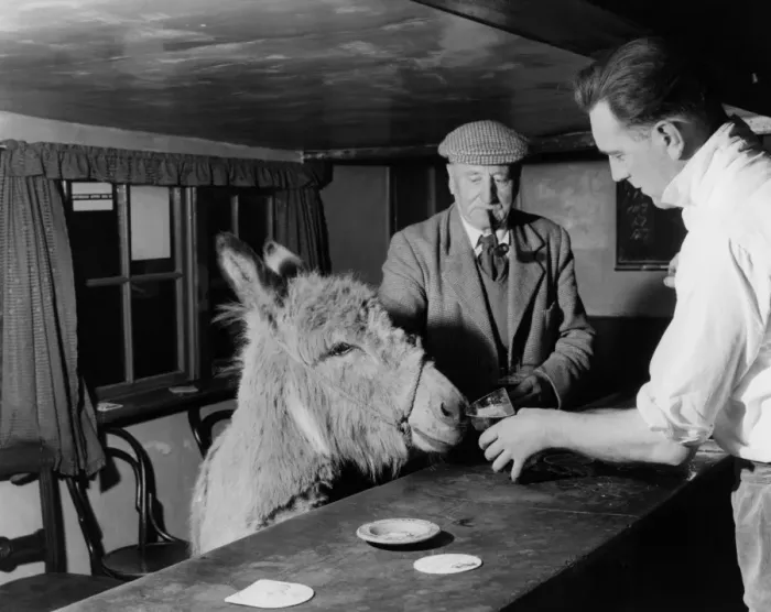 Framed Print : Pet donkey in The Blue Bell Inn, Beltring, Kent. The landlord, Stuart Butchers offers Framed Print : Pet donkey in The Blue Bell Inn, Beltring, Kent. The landlord, Stuart Butchers offers