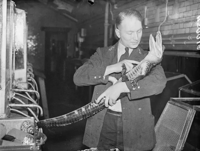 Framed Print : Peter, the alligator, likes being cuddled! Peter, six-year-old London zoo alligator Framed Print : Peter, the alligator, likes being cuddled! Peter, six-year-old London zoo alligator