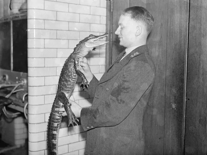 Framed Print : Peter, the alligator, likes being cuddled! Peter, six-year-old London zoo alligator
