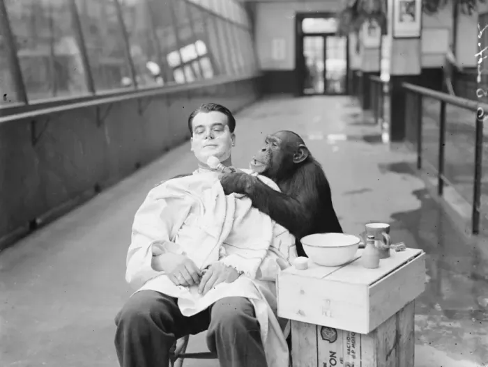 Framed Print : Peter, zoo chimp, gives his keeper a close shave! Keeper Harry Browns daily Framed Print : Peter, zoo chimp, gives his keeper a close shave! Keeper Harry Browns daily