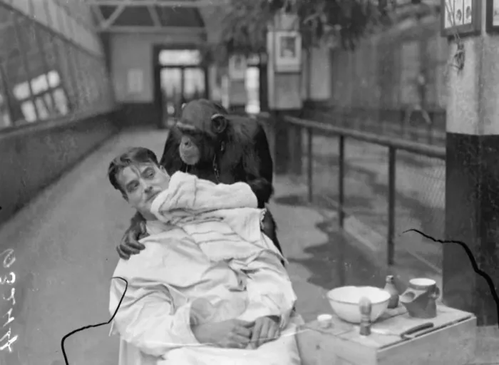 Framed Print : Peter, zoo chimp, gives his keeper a close shave! Keeper Harry Browns daily