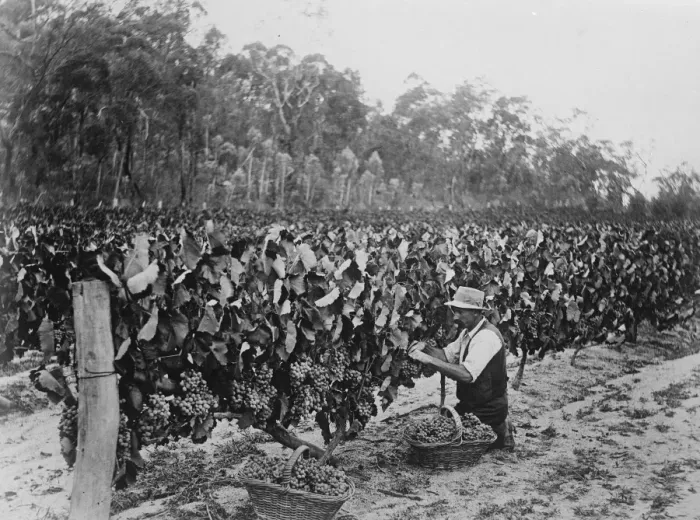 Framed Print : Picking grapes at Ballandean near Stanthorpe. 23 March 1923 Framed Print : Picking grapes at Ballandean near Stanthorpe. 23 March 1923