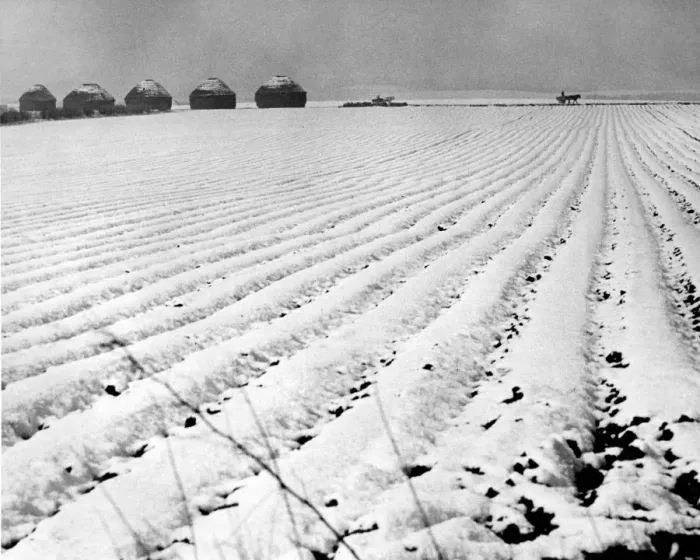 Framed Print : This picture, taken on 25th April 1950, shows a field of newly planted potatoes covered Framed Print : This picture, taken on 25th April 1950, shows a field of newly planted potatoes covered