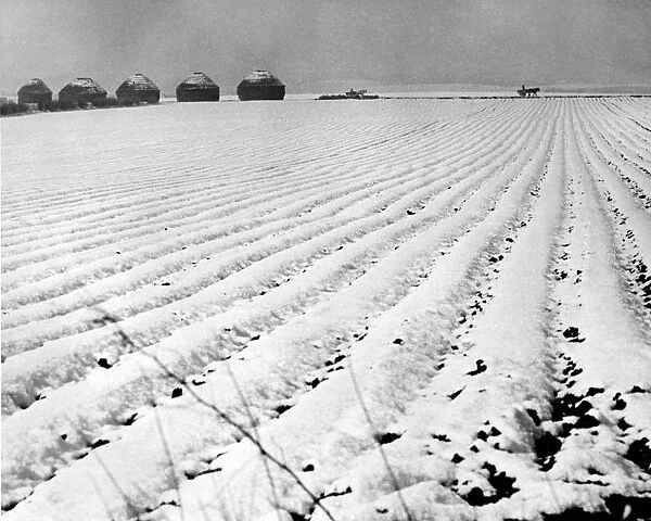 This picture, taken on 25th April 1950, shows a field of newly planted potatoes covered
