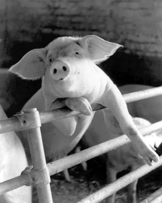 Framed Print : A pig leaning in an uncharacteristically sophisticated manner against the railings Framed Print : A pig leaning in an uncharacteristically sophisticated manner against the railings