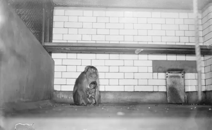 Framed Print : A pig tailed monkey and young. 1 November 1922