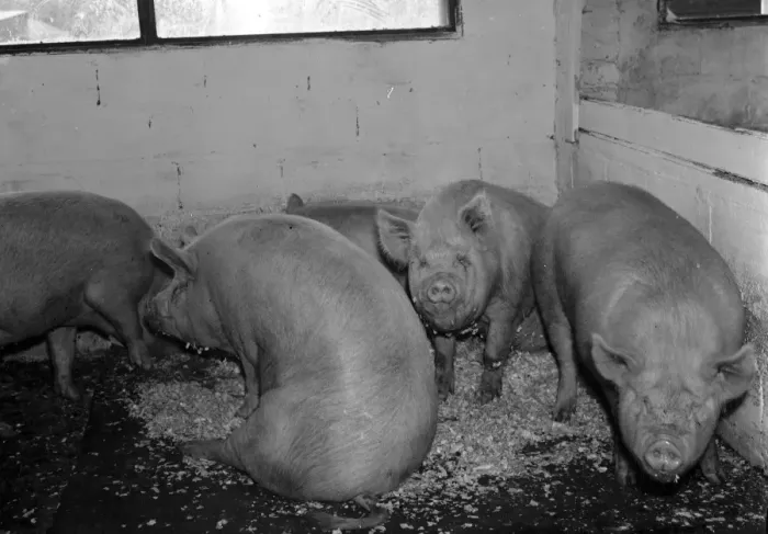 Framed Print : Pigs in the barn at Hales Pig Farm in Footscray, Kent. 21 June 1937 Framed Print : Pigs in the barn at Hales Pig Farm in Footscray, Kent. 21 June 1937