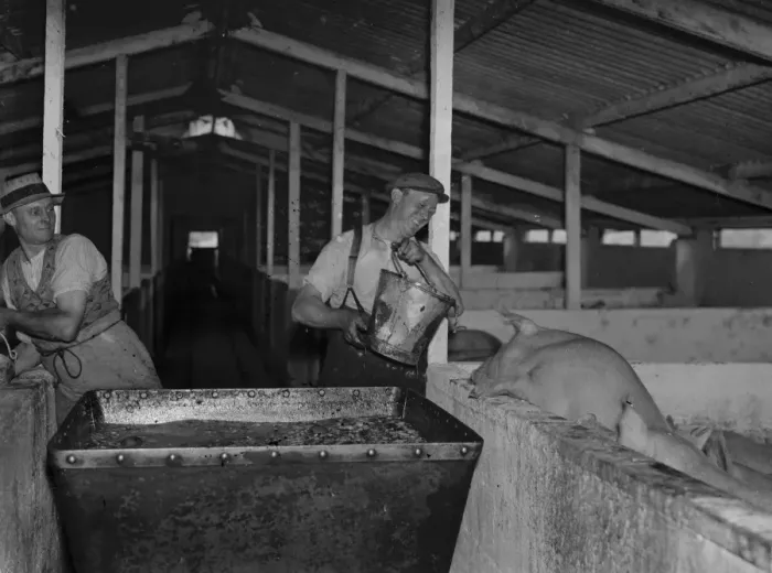Framed Print : Pigs being fed at Hales Pig Farm in Footscray, Kent. 21 June 1937 Framed Print : Pigs being fed at Hales Pig Farm in Footscray, Kent. 21 June 1937
