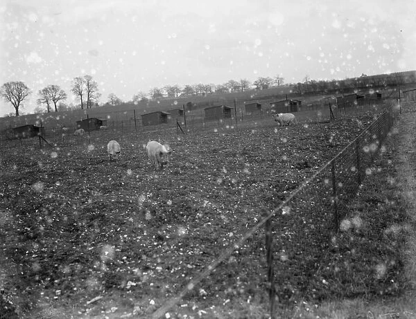 Pigs out in the field at Tripes pig farm, Orpington, Kent. 1936